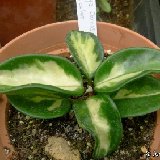 Hoya carnosa bicolor (rooted plants)